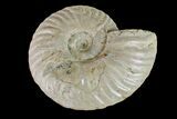 Silver Iridescent Ammonite (Cleoniceras) Fossil - Madagascar #159380-1